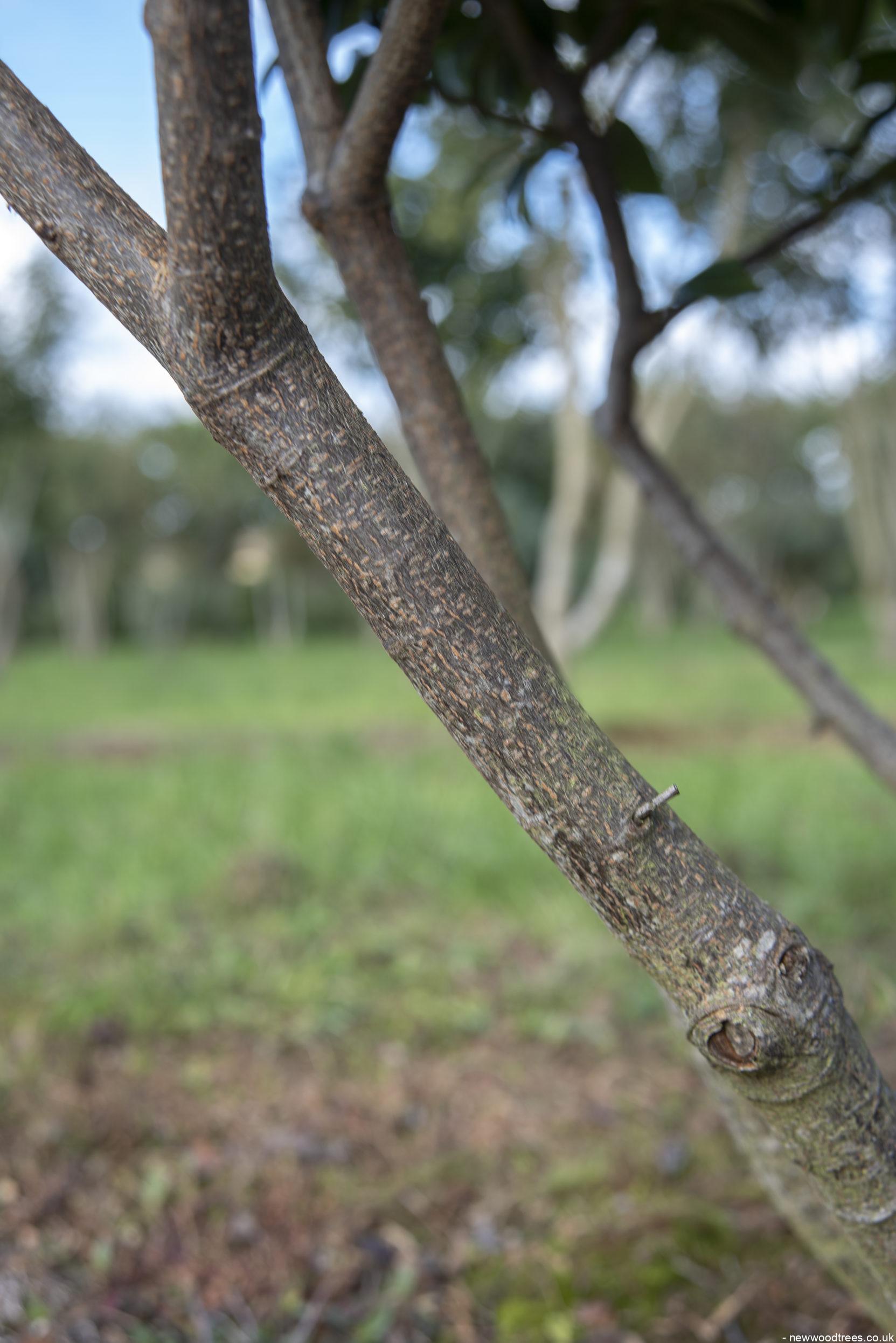 Prunus laurocerasus Etna 1 1 1663x2491 1