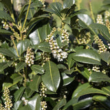 Prunus laurocerasus Etna 1 1663x2491 1