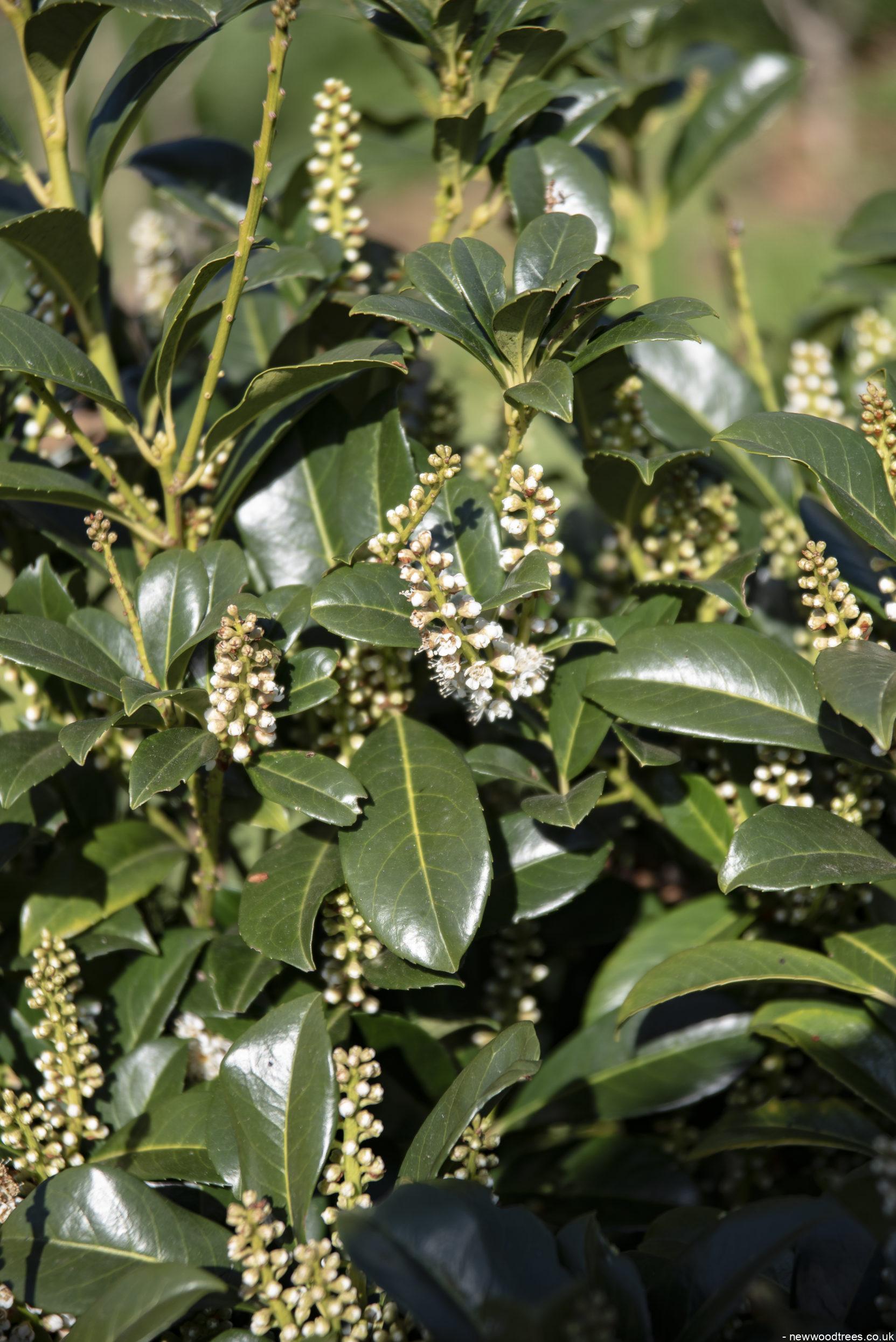 Prunus laurocerasus Etna 1 1663x2491 1