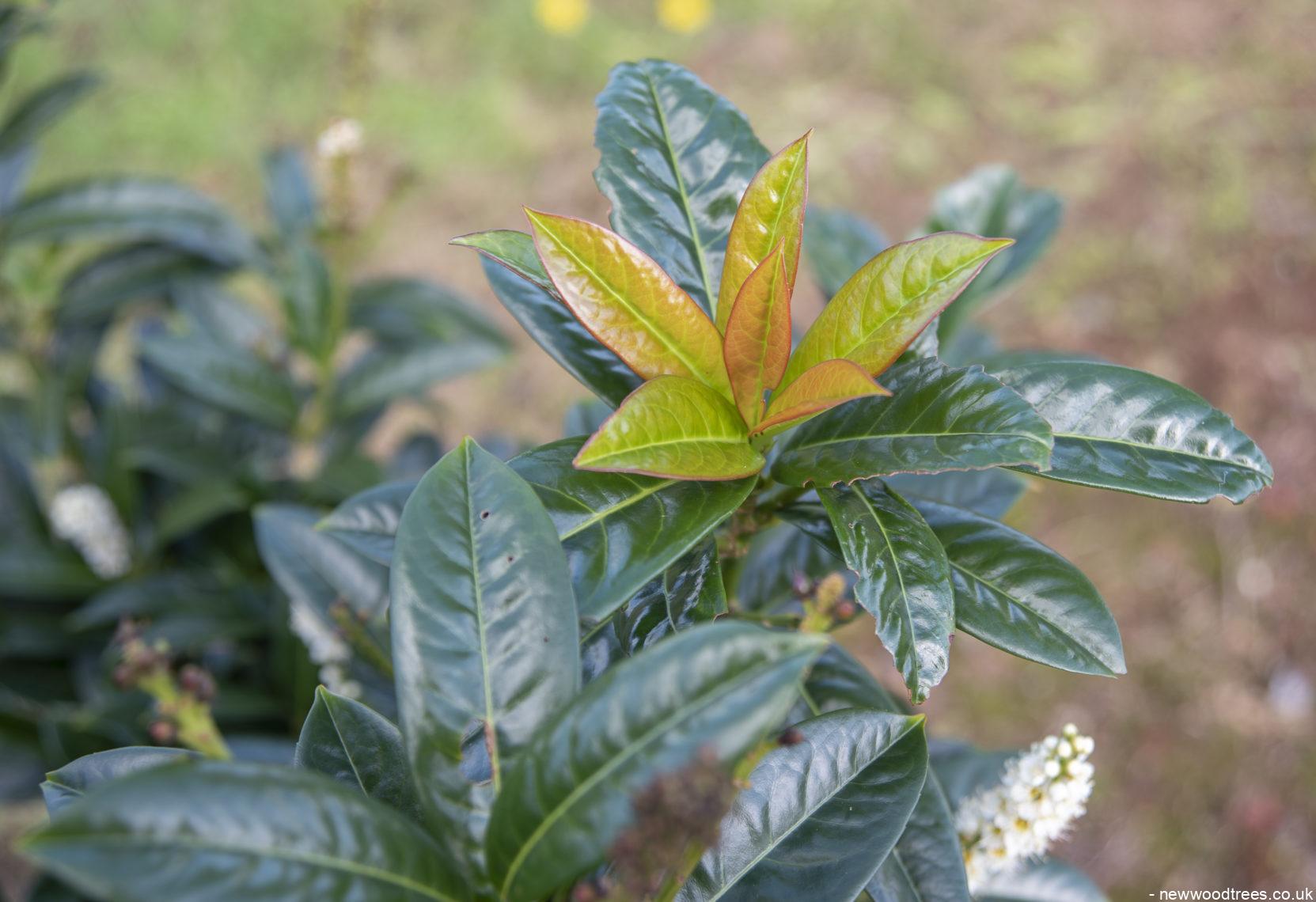 Prunus laurocerasus Etna 2 1 1663x1140 1