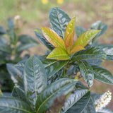 Prunus laurocerasus Etna 2 1 1663x1140 1