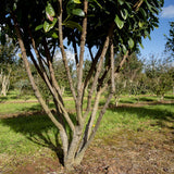 Prunus laurocerasus Etna 3 1 1663x1110 1