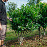 Prunus laurocerasus Kleopatra grown by New Wood Trees