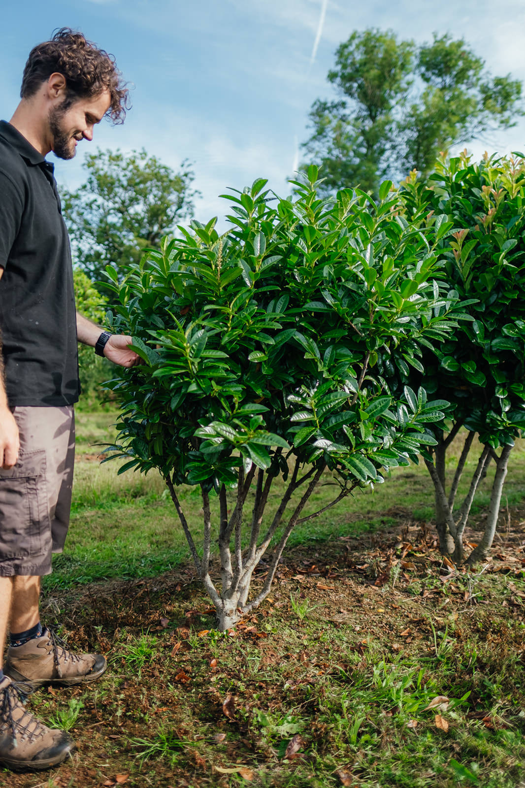 Prunus laurocerasus Kleopatra grown by New Wood Trees