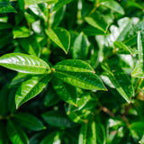 Prunus laurocerasus Kleopatra grown by New Wood Trees