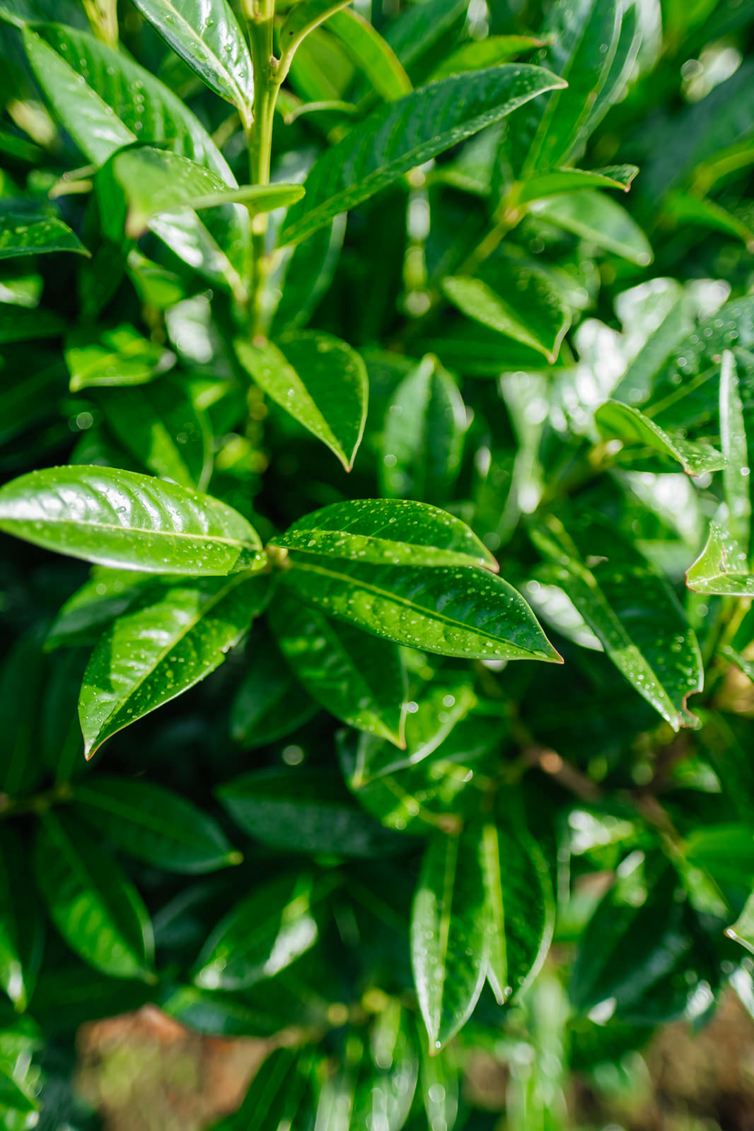 Prunus laurocerasus Kleopatra grown by New Wood Trees