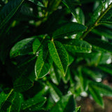 Prunus laurocerasus Kleopatra grown by New Wood Trees