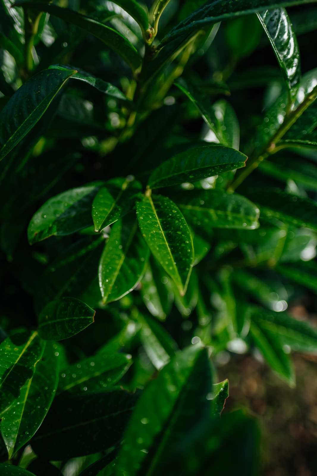 Prunus laurocerasus Kleopatra grown by New Wood Trees