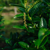 Prunus laurocerasus Kleopatra grown by New Wood Trees