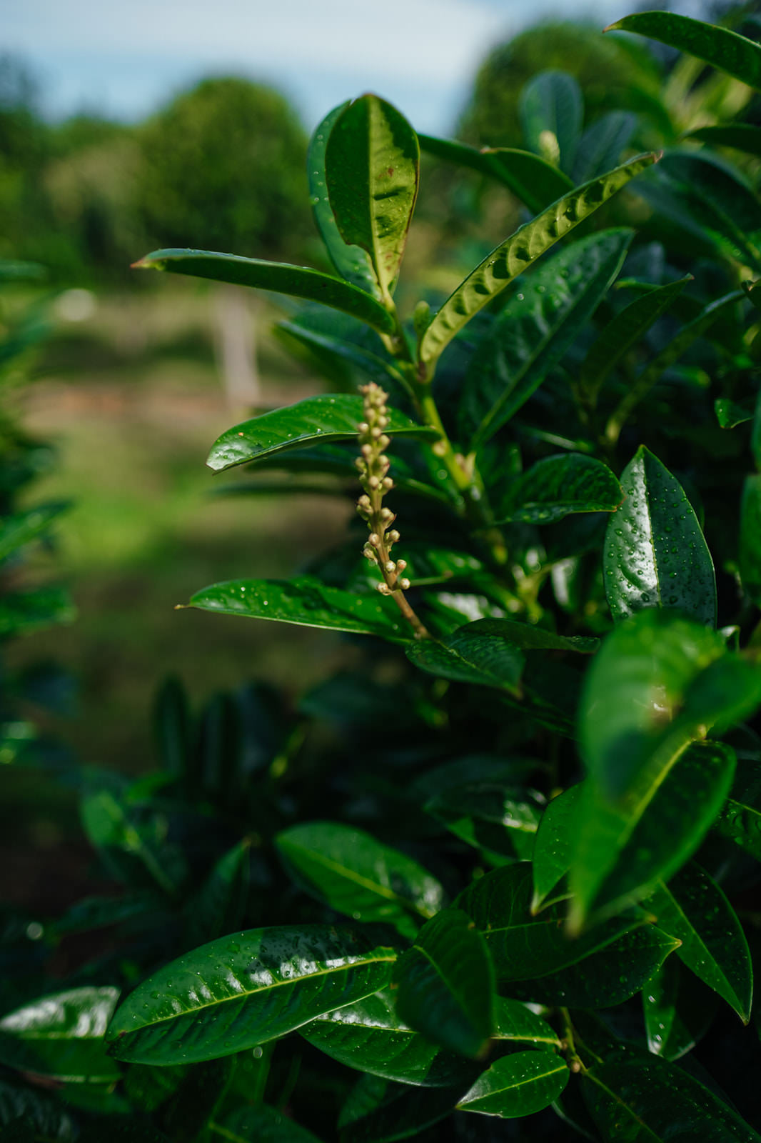 Prunus laurocerasus Kleopatra grown by New Wood Trees
