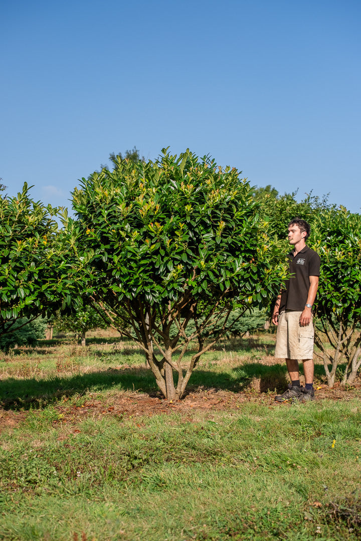 Prunus laurocerasus 'Kleopatra' NWT Products 25 26 0010