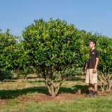 Prunus laurocerasus 'Kleopatra' NWT Products 25 26 0010