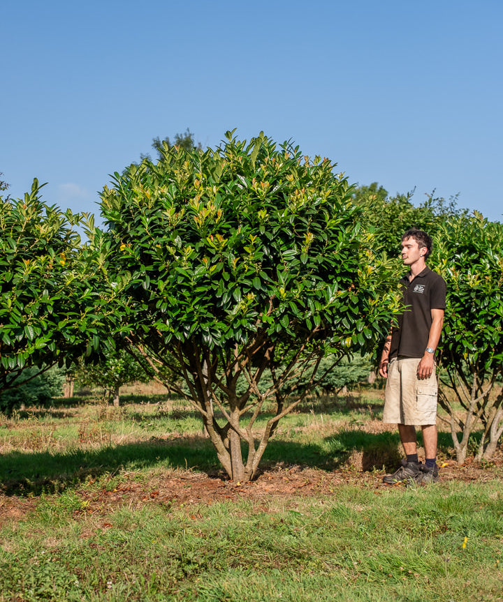 Prunus laurocerasus 'Kleopatra' NWT Products 25 26 0010