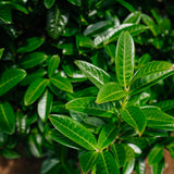Prunus laurocerasus Kleopatra grown by New Wood Trees