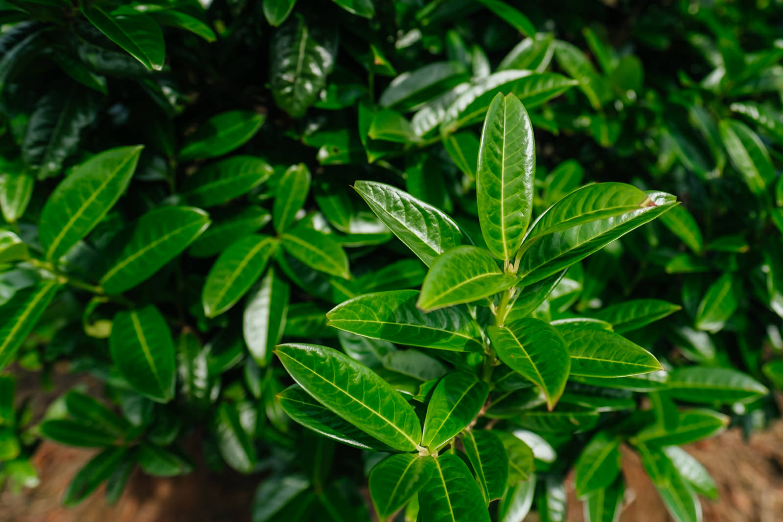 Prunus laurocerasus Kleopatra grown by New Wood Trees