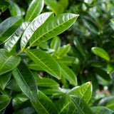 Prunus laurocerasus Kleopatra grown by New Wood Trees