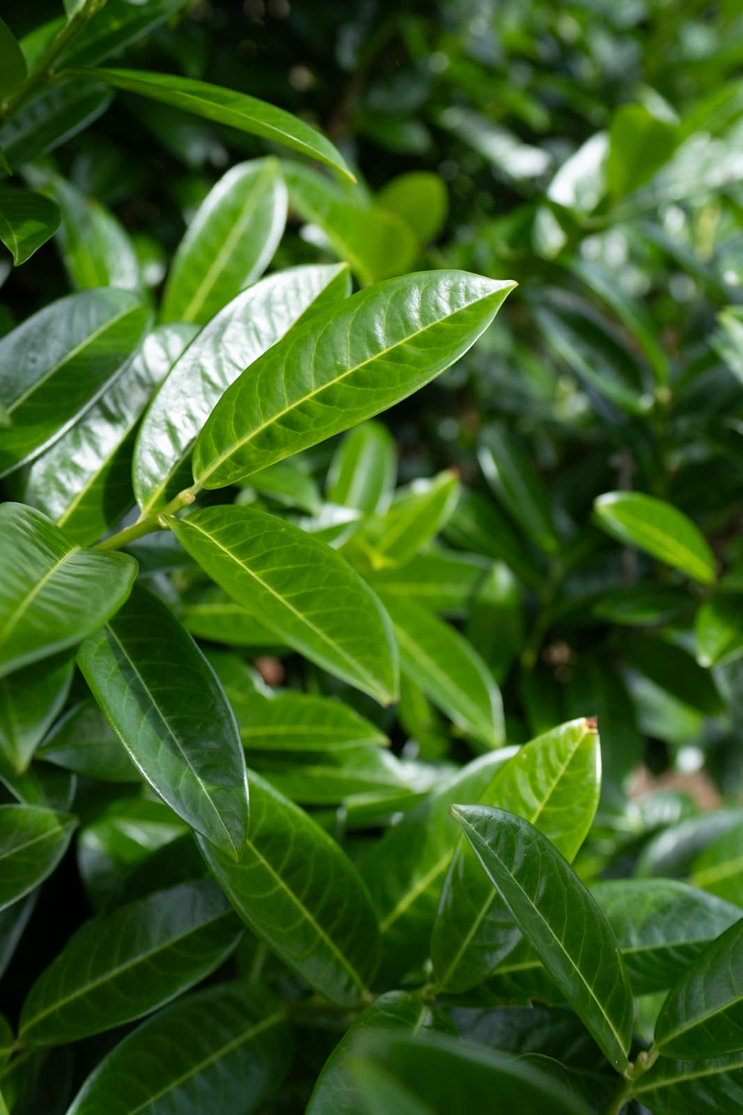Prunus laurocerasus Kleopatra grown by New Wood Trees