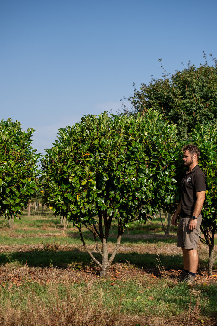 Prunus laurocerasus ‘Etna’ NWT Products 25 26 0005