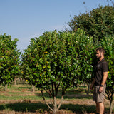 Prunus laurocerasus ‘Etna’ NWT Products 25 26 0005