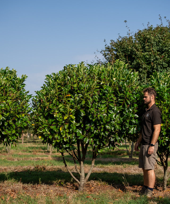 Prunus laurocerasus ‘Etna’ NWT Products 25 26 0005