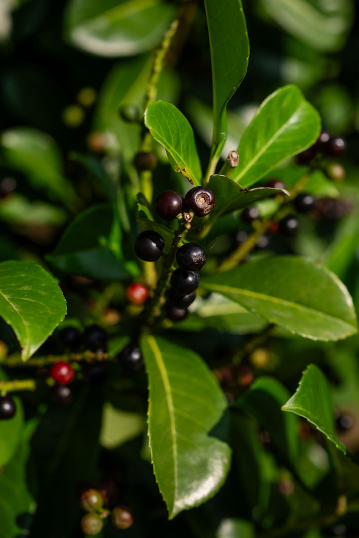 Prunus laurocerasus ‘Etna’ NWT Products 25 26 0006