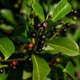 Prunus laurocerasus ‘Etna’ NWT Products 25 26 0006