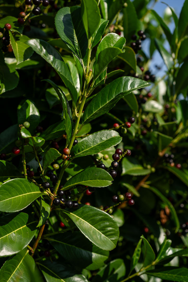 Prunus laurocerasus ‘Etna’ NWT Products 25 26 0007