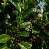 Prunus laurocerasus ‘Etna’ NWT Products 25 26 0007