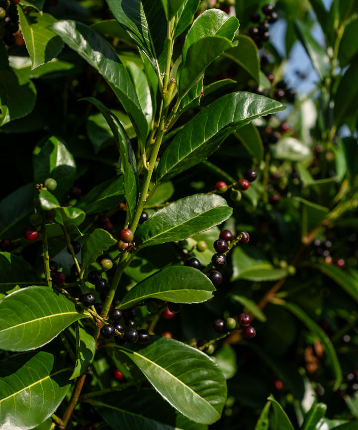 Prunus laurocerasus ‘Etna’ NWT Products 25 26 0007