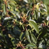 Prunus lusitanica 1 1 1663x2491 1