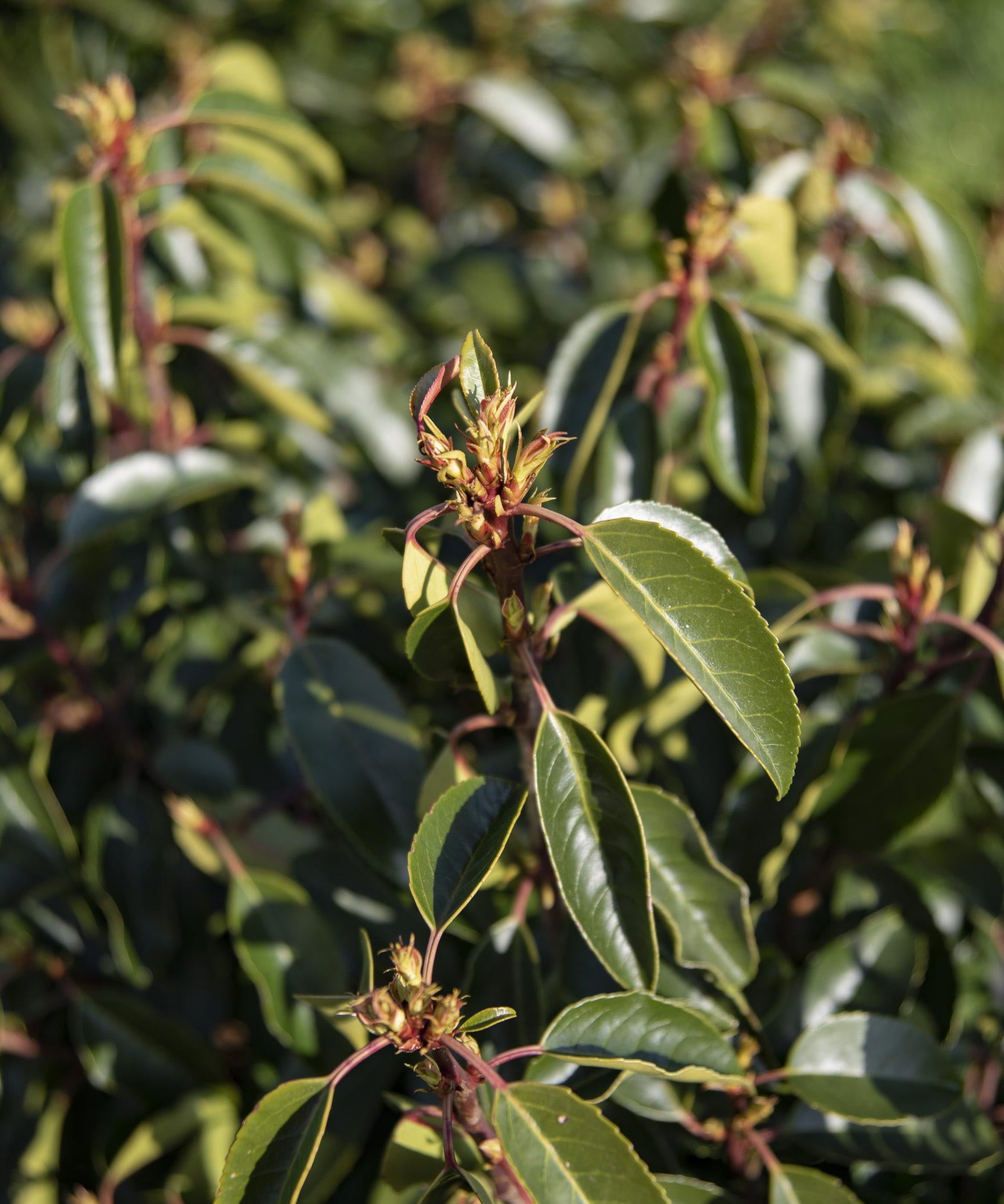 Prunus lusitanica 1 1 1663x2491 1