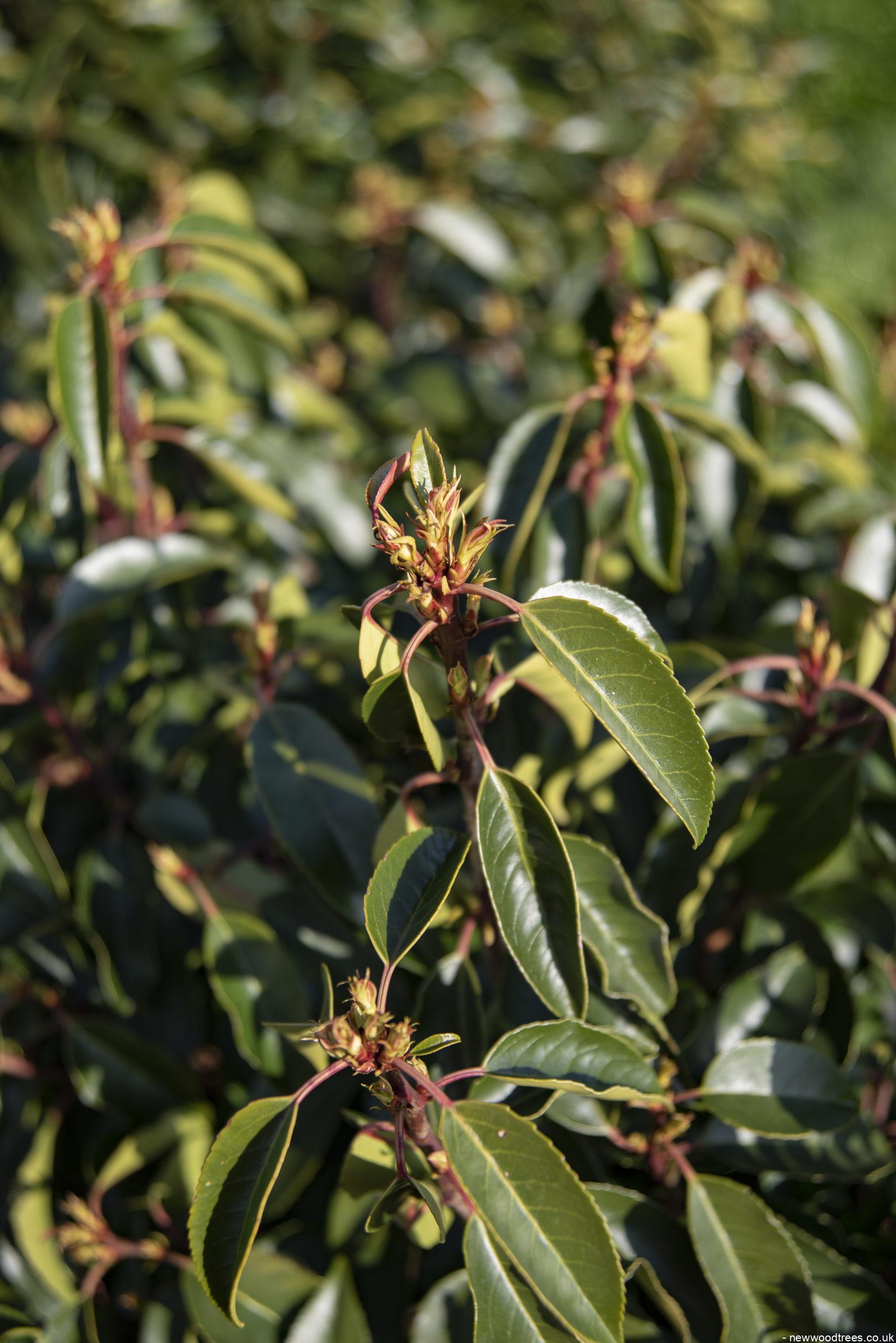 Prunus lusitanica 1 1 1663x2491 1