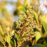 Prunus lusitanica 2 scaled