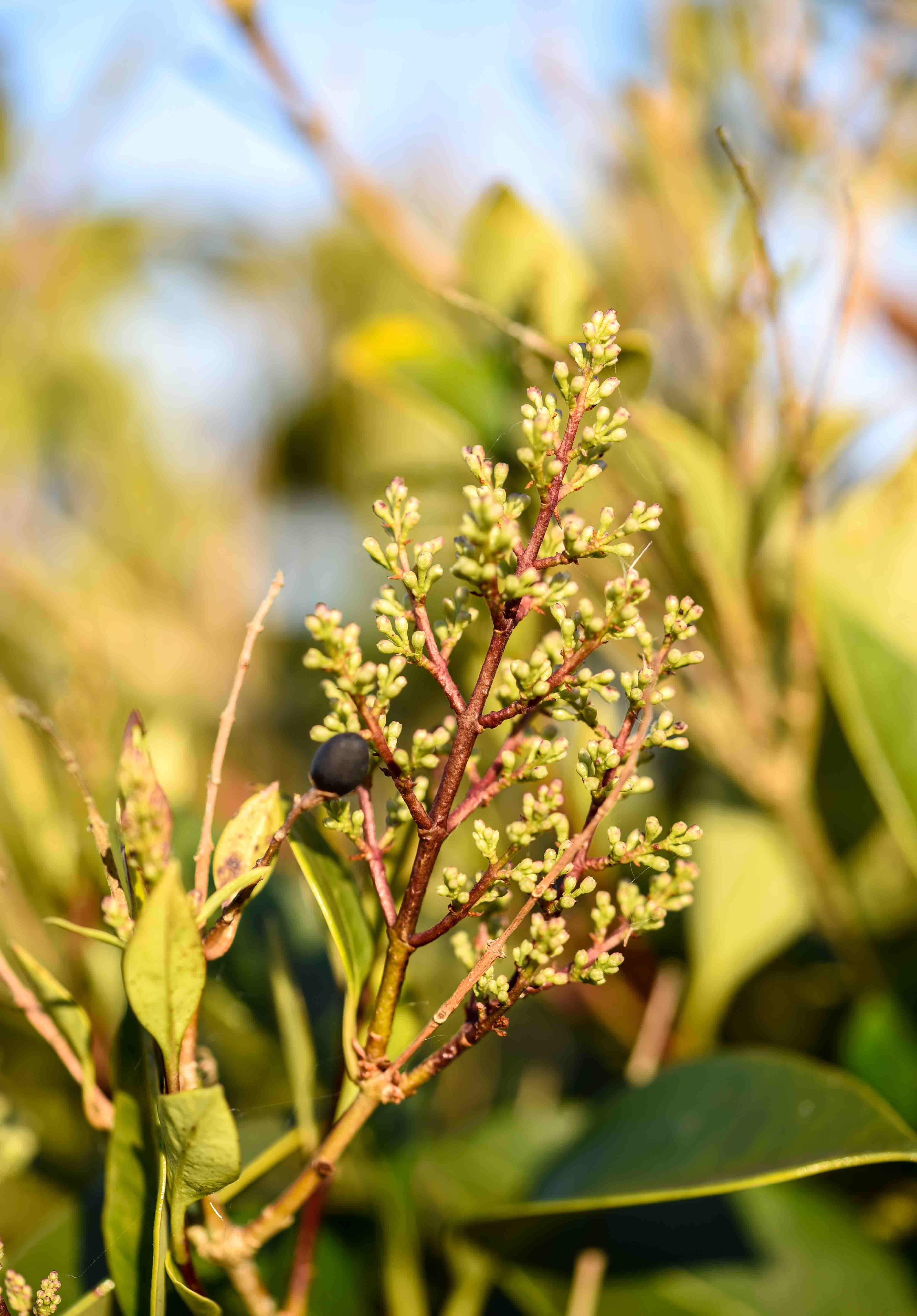 Prunus lusitanica 2 scaled