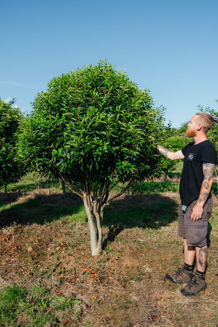 Prunus lusitanica 'Angustifolia' NWT Products 25 26 2 Edit