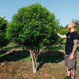 Prunus lusitanica 'Angustifolia' NWT Products 25 26 2 Edit