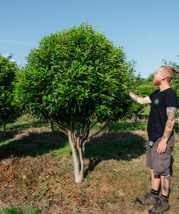 Prunus lusitanica 'Angustifolia' NWT Products 25 26 2 Edit