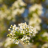 Prunus mahaleb 1 1 1663x2491 1