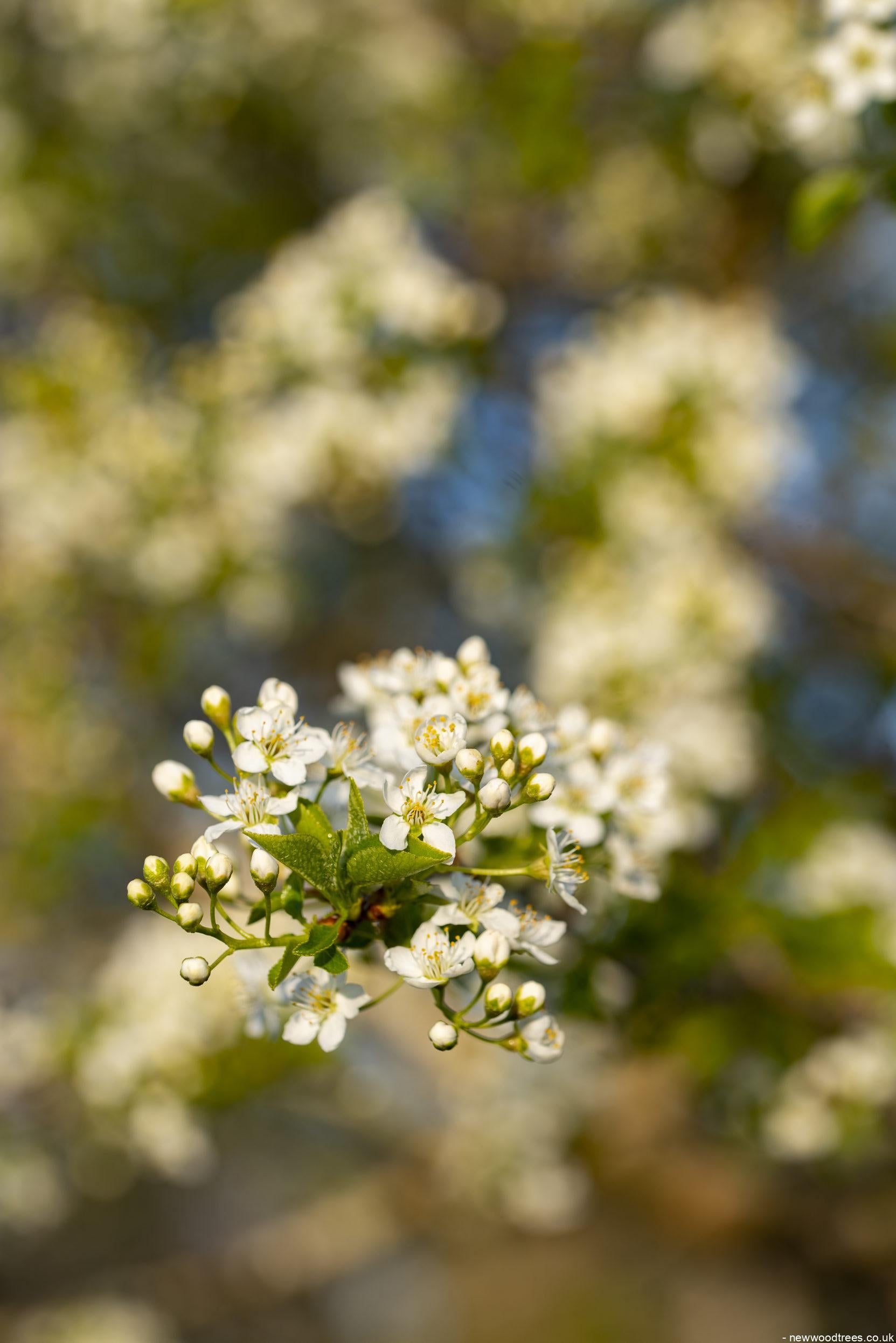 Prunus mahaleb 1 1 1663x2491 1