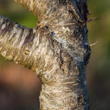 Prunus mahaleb 1 2 1663x2491 1