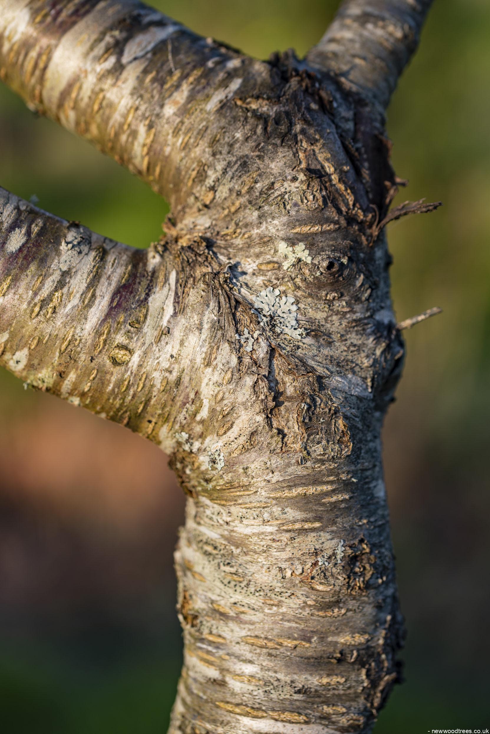 Prunus mahaleb 1 2 1663x2491 1