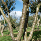 Prunus mahaleb 1500x1001 1