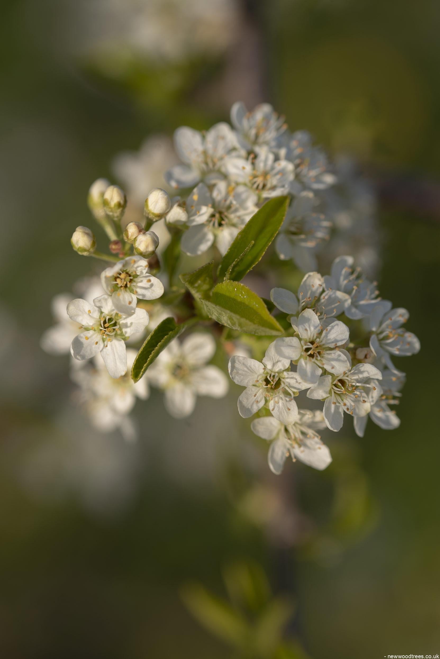 Prunus mahaleb 2 1 1663x2491 1