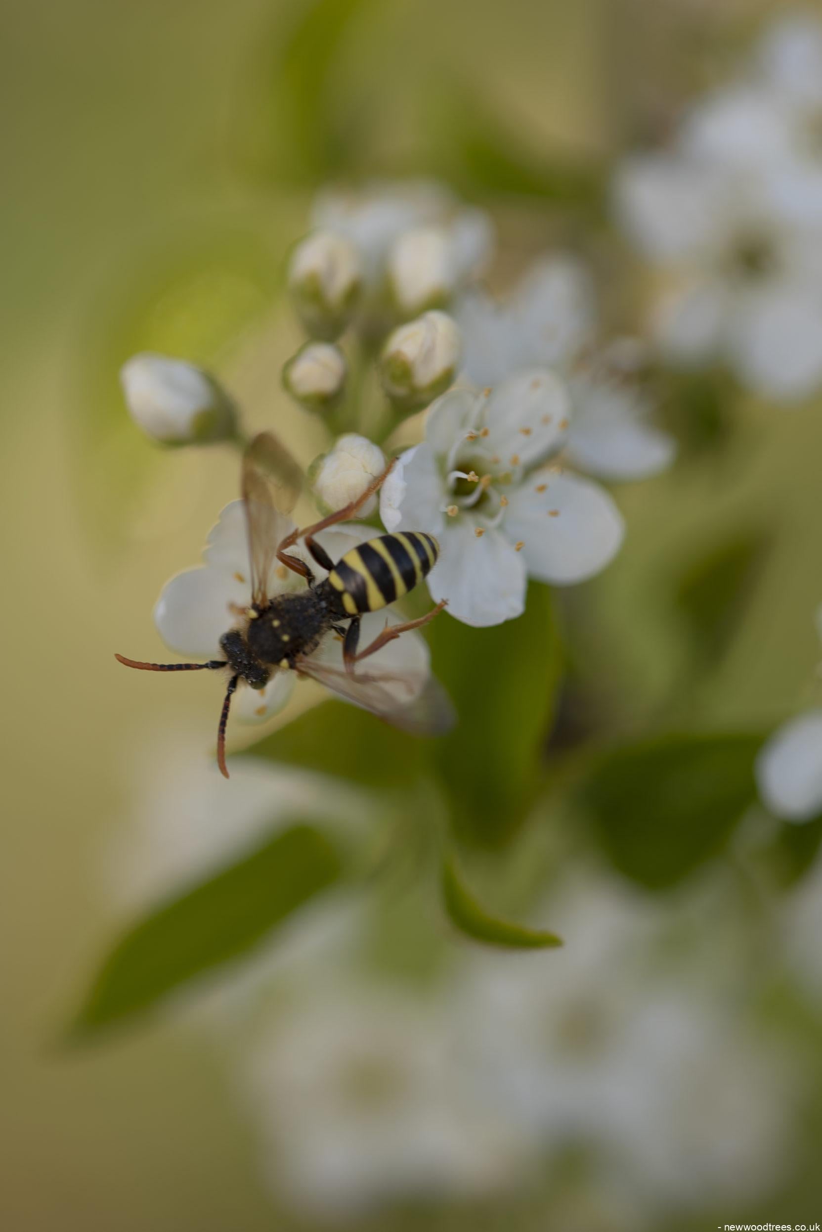 Prunus mahaleb 3 1 1663x2491 1