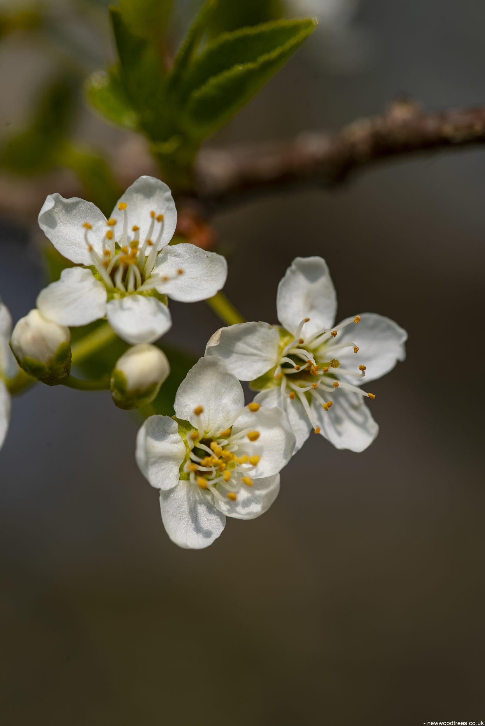 Prunus mahaleb 4 1 1663x2491 1