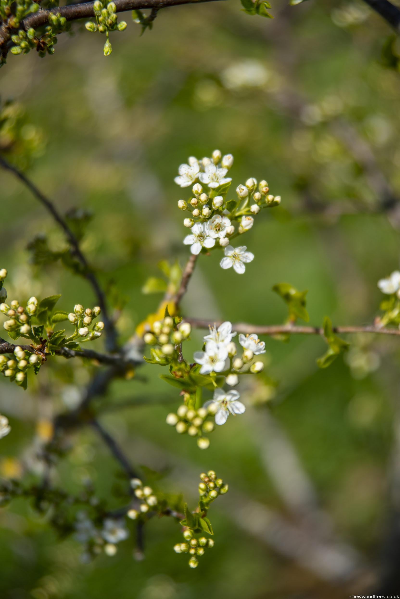 Prunus mahaleb 5 1 1663x2491 1