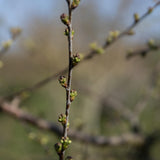 Prunus mahaleb 6 1 1663x2148 1