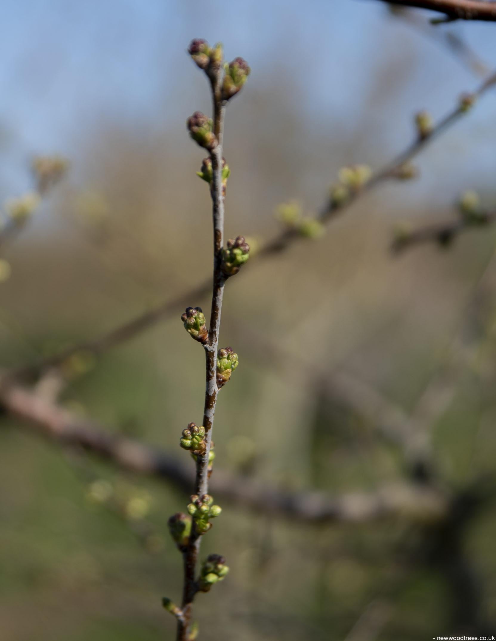Prunus mahaleb 6 1 1663x2148 1