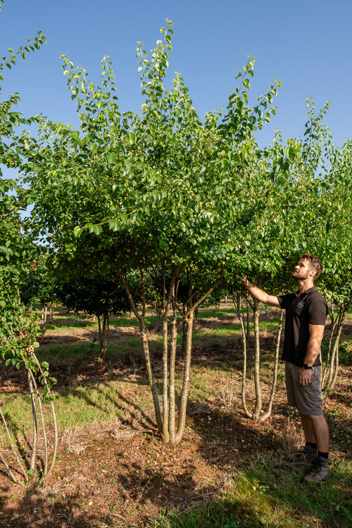 Prunus mahaleb NWT Products 25 26 0008