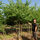 Prunus mahaleb NWT Products 25 26 0008